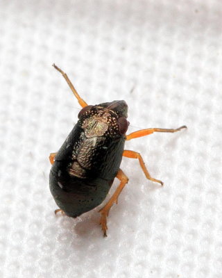 Piglet Bug, Bruchomorpha oculata, family Caliscelidae