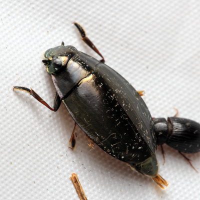 Whirligig Beetle (Dineutus nigrior), family Gyrinidae
