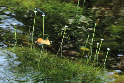 Pipewort (Eriocaulon aquaticum)