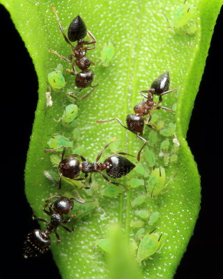 Cherry Ants, Crematogaster cerasi (Formicidae)