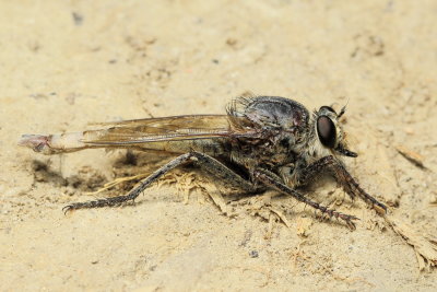 Proctacanthus milbertii (Asilinae)