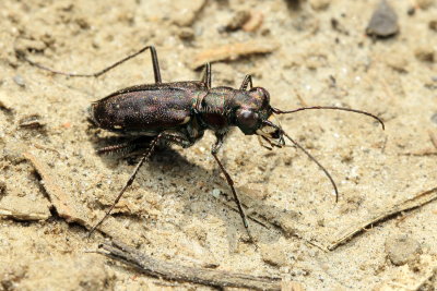 Cicindelidia punctulata