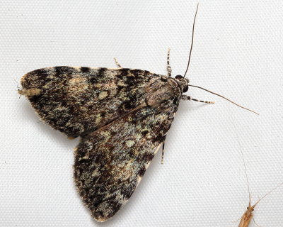 Girlfriend/Little Lined Underwing, Hodges#8878-8878.1 Catocala amica-lineella