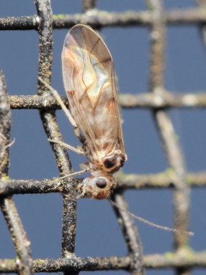 Peripsocus cf. madidus