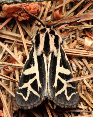 William's Tiger Moth, Hodges#8186 Apantesis williamsii