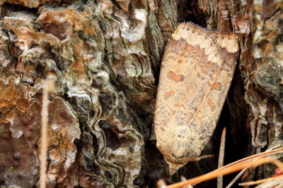 Family Noctuidae - Owlet Moths