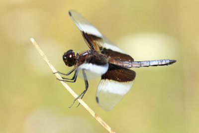 Family Libellulidae - Skimmers