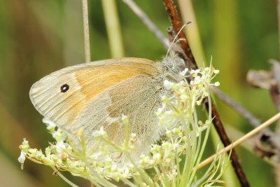 Common Ringlet (Coenoympha california)