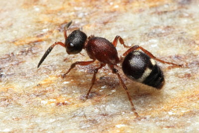 Velvet Ant, Ephuta sp., family Mutillidae