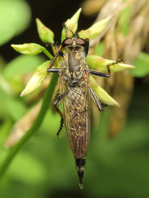 Machimus sadyates