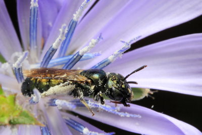 Ceratina (Zadontomerus) calcarata