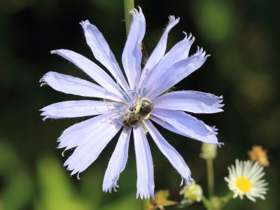 Chicory (Cichorium intybus)