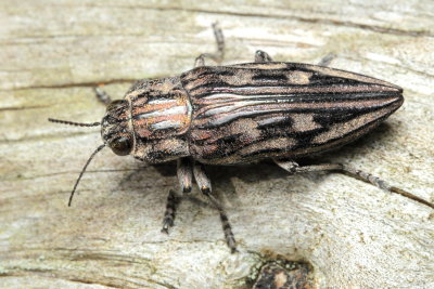 Northeastern Sculptured Pine Borer, Chalcophora liberta (Buprestidae)