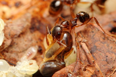 Spine-waisted Ants, Aphaenogaster rudis (Formicidae)