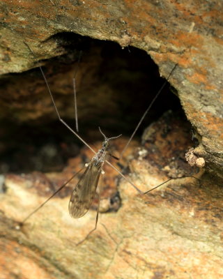 Rhipidia fidelis
