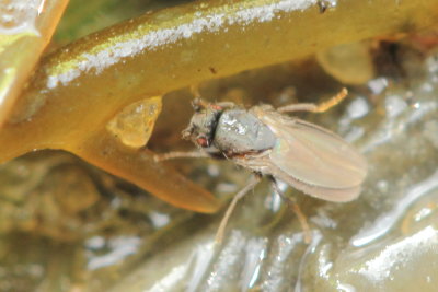 Thoracochaeta brachystoma (Sphaeroceridae)