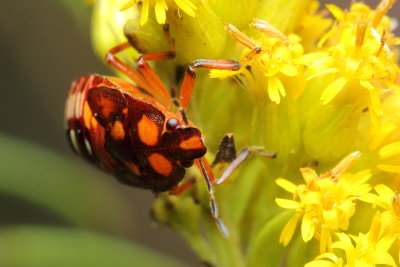 Podisus sp.