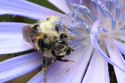 Lasioglossum sp.