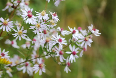 Common Blue Wood Aster (Symphyotrichum cordifolium)