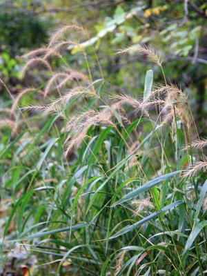 Wild Rye (Elymus sp.)