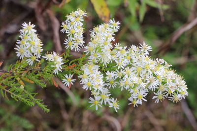 White Heath Aster (Symphyotrichum ericoides)