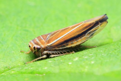 Idiodonus kennicotti (Deltocephalinae)