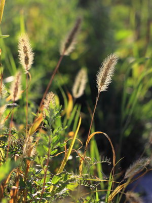 Green Bristle Grass (Setaria viridis)