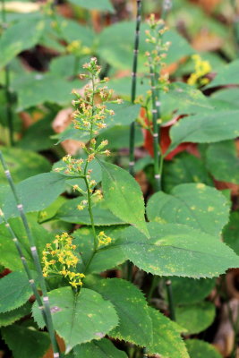 Zigzag Goldenrod (Solidago flexicaulis)