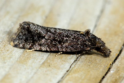 Hodges#3822 Phtheochroa riscana