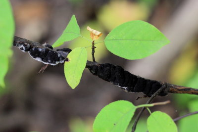 Black Knot (Apiosporina morbosa)
