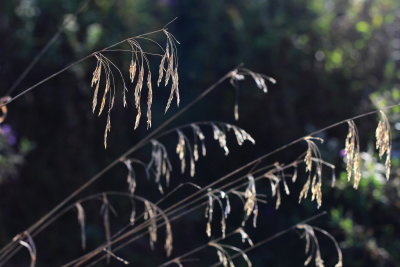 Smooth Brome (Bromus inermis)