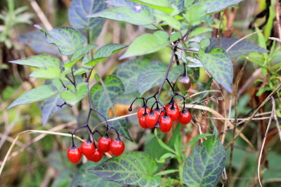 Woody Nightshade (Solanum dulcamara), family Solanaceae