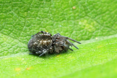 Family Dictynidae - Meshweb Spiders