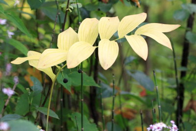 Great Solomon's-Seal (Polygonatum biflorum)