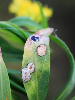 Asteromyia Gall Midge fungus (Botryosphaeria dothidea)