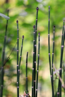 Common Scouring Rush (Equisetum hyemale)