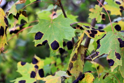 Maple Tar Spot (Rhytisma acerinum)