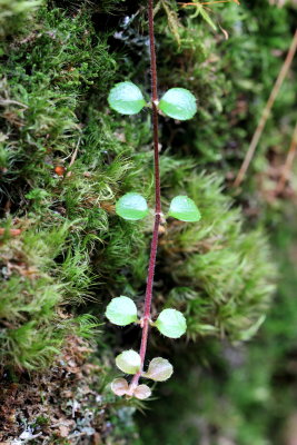 Twinflower (Linnaea borealis)