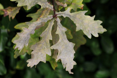 Oak Mildew (Erysiphe alphitoides)
