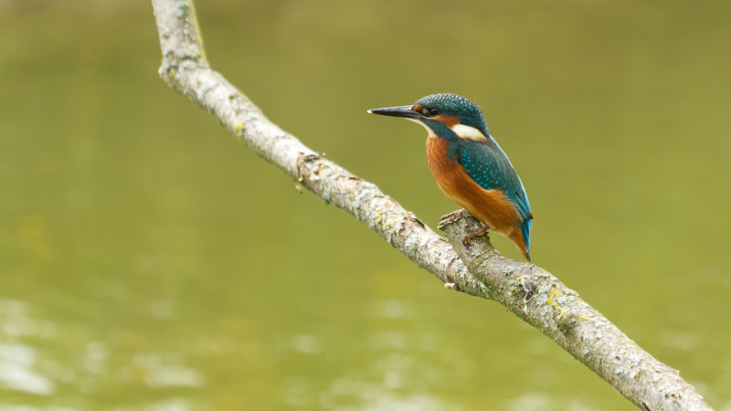 Alcedo atthis / IJsvogel / Kingfishe