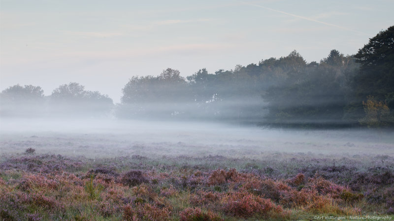 Misty sunrise