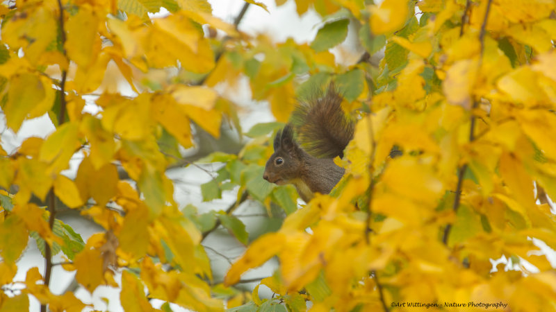 Sciurus Vulgaris / Eekhoorn / Red Squirrel