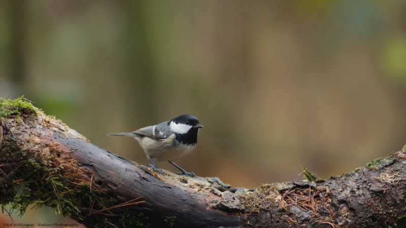 Periparus ater / Zwarte Mees / Coal Tit