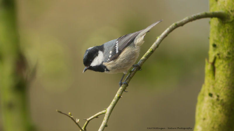 Periparus ater / Zwarte Mees / Coal Tit