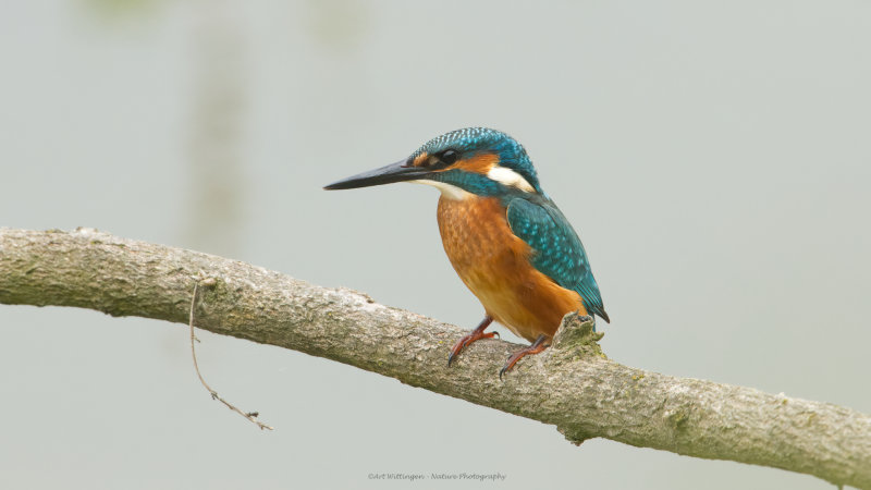 Alcedo atthis / IJsvogel / Kingfisher