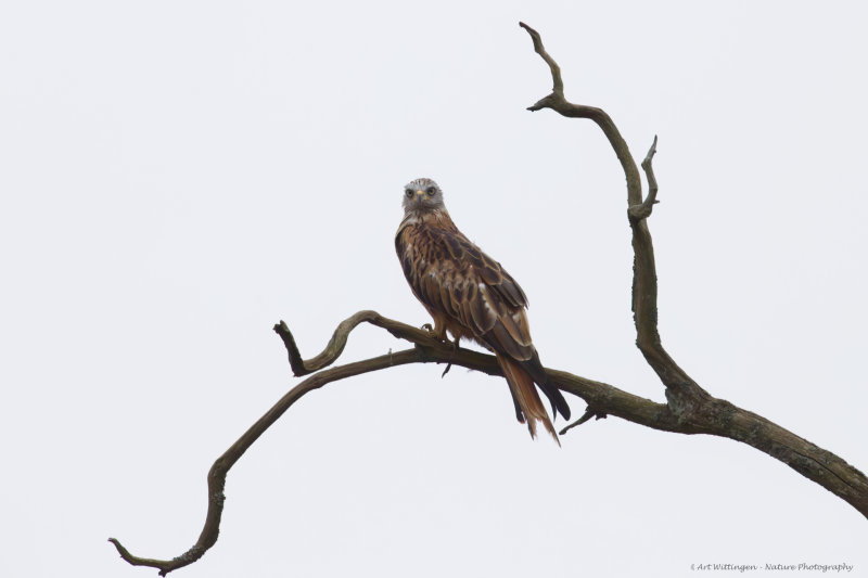 Milvus milvus / Rode Wouw / Red Kite