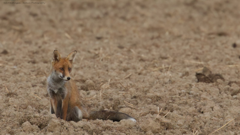 Vulpes vulpes / Vos / Fox