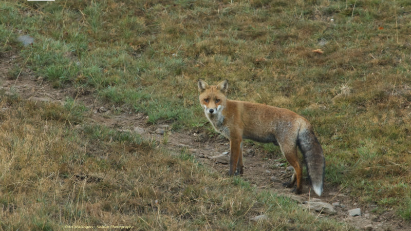 Vulpes vulpes / Vos / Fox