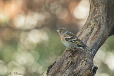 Fringilla Montifringilla / Keep / Brambling