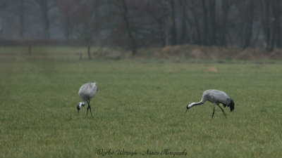 Grus grus / Kraanvogel / Crane